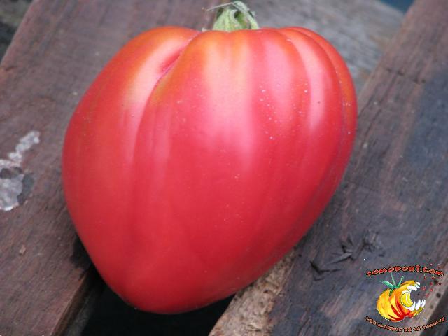 Tomate Coeur de Boeuf Slankard