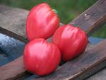 Tomate Coeur de Boeuf Slankard