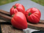 Tomate Coeur de Boeuf Slankard
