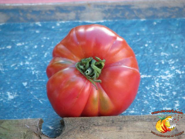 Tomate Coeur de Boeuf Slankard
