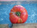 Tomate Coeur de Boeuf Slankard