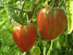 Tomate Coeur de Boeuf Slankard