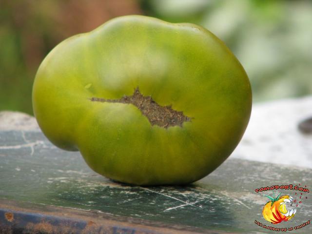 Tomate Dorothy's Green