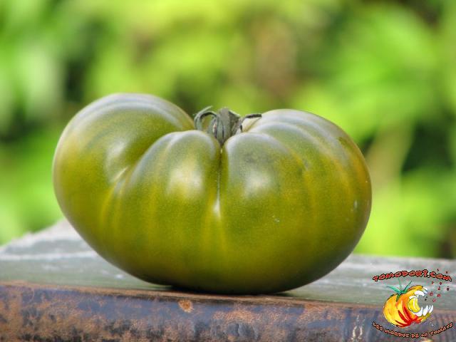 Tomate Dorothy's Green