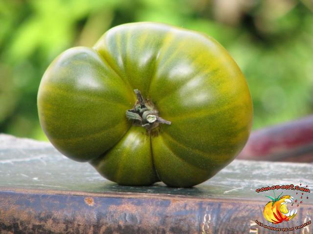 Tomate Dorothy's Green