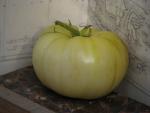 Tomate Fantôme du Laos