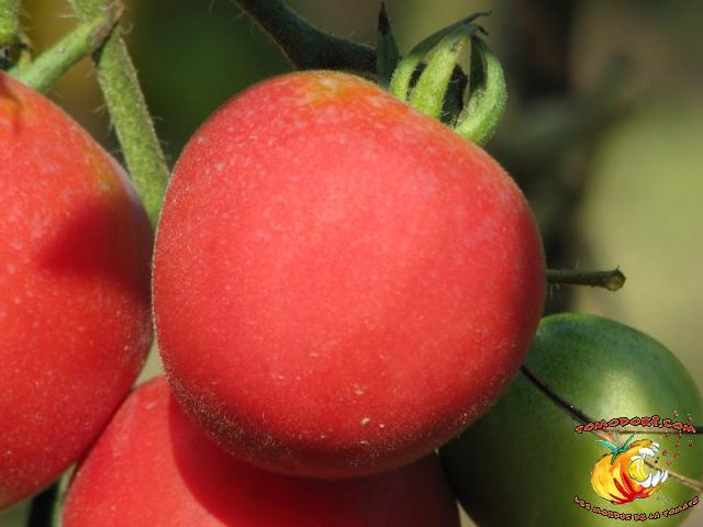 Tomate Fuzzy Pêche Rose