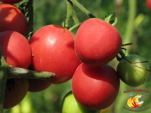 Tomate Fuzzy Pêche Rose