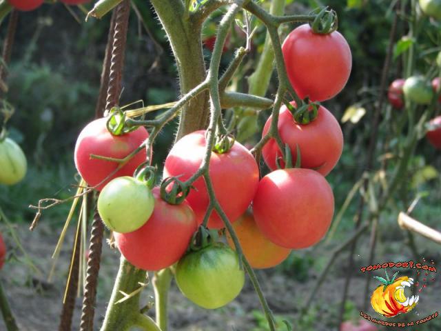 Tomate Fuzzy Pêche Rose