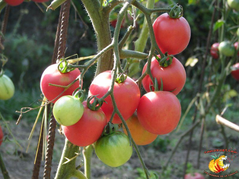 Tomate Fuzzy Pêche Rose