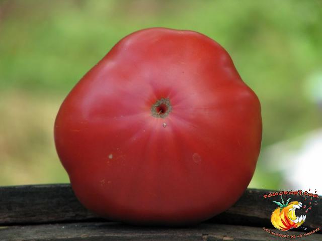 Tomate Gioia Della Mensa