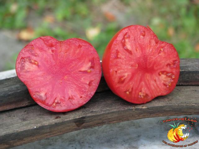 Tomate Gioia Della Mensa