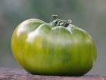Tomate Green Pineapple