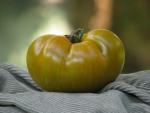 Tomate Green Velvet