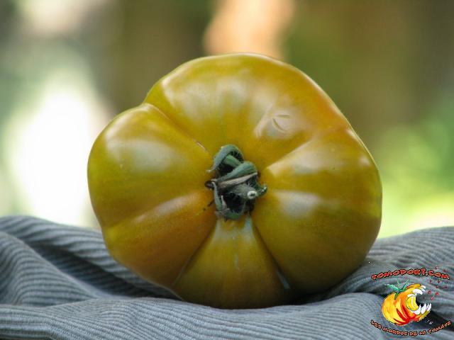 Tomate Green Velvet