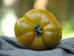 Tomate Green Velvet