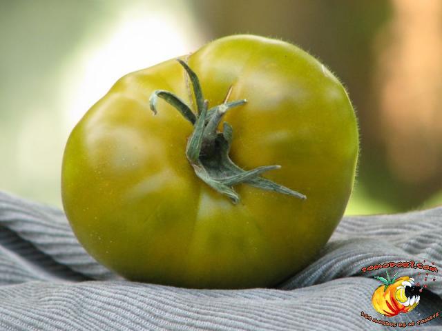 Tomate Green Velvet