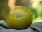 Tomate Green Velvet
