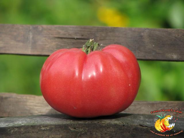 Tomate Grightmire's Pride