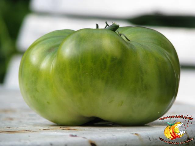 Tomate Grub's Mystery Green
