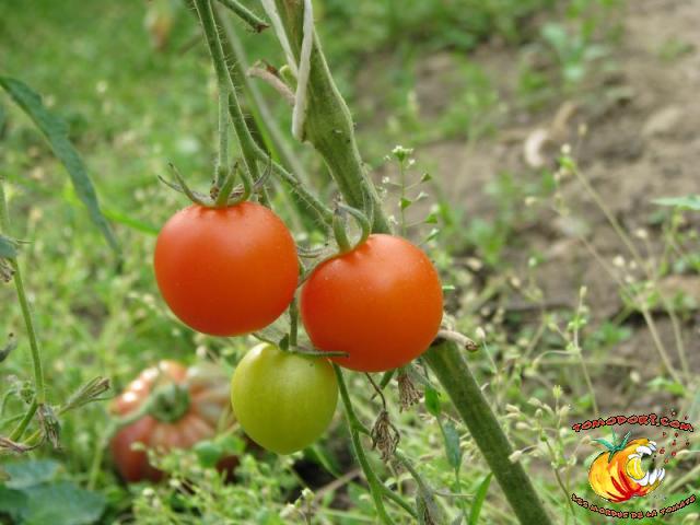 Tomate Jaune Flammée 