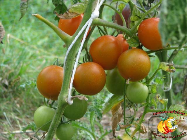 Tomate Jaune Flammée 