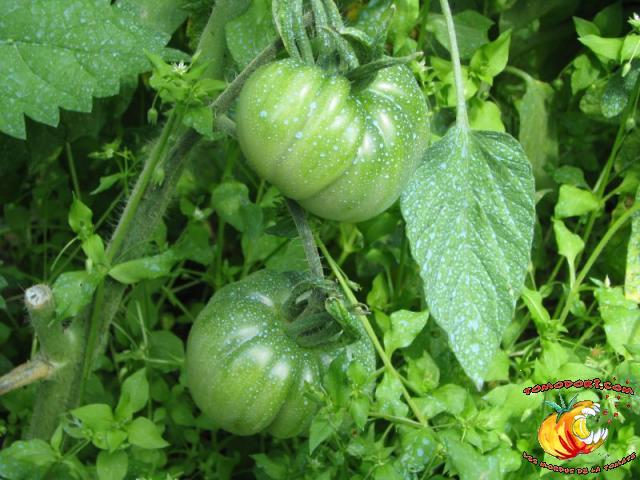Tomate Joyau d'Oaxaca