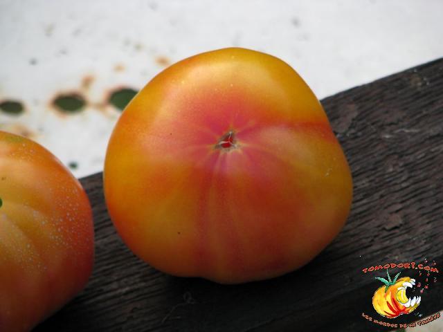 Tomate Joyau d'Oaxaca