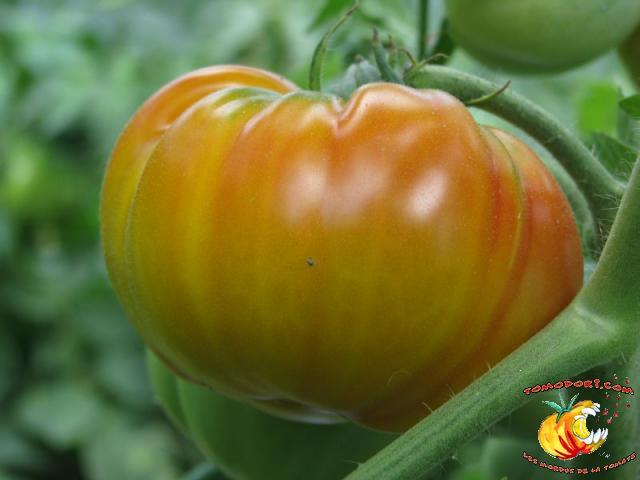 Tomate Joyau d'Oaxaca