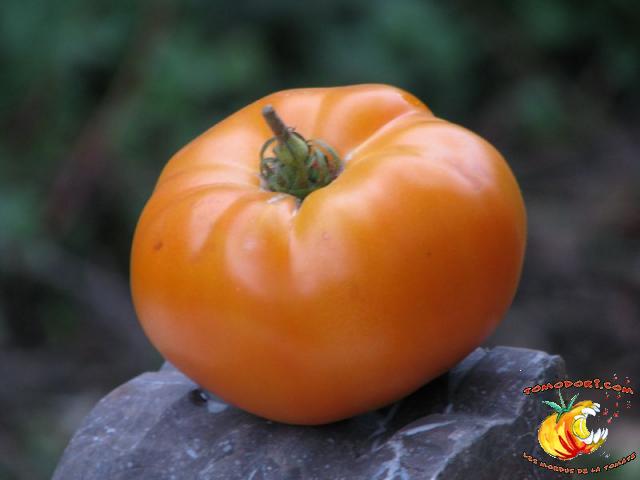 Tomate Kentucky Beefsteak