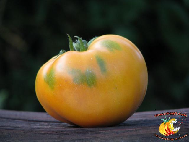 Tomate Kentucky Beefsteak