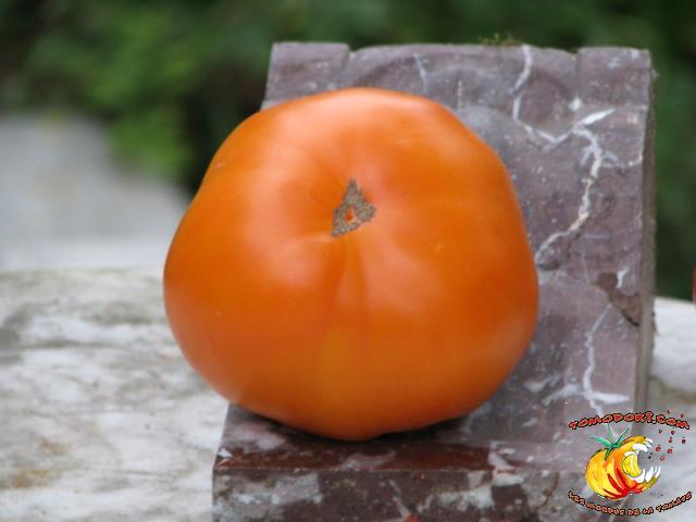 Tomate Kentucky Beefsteak