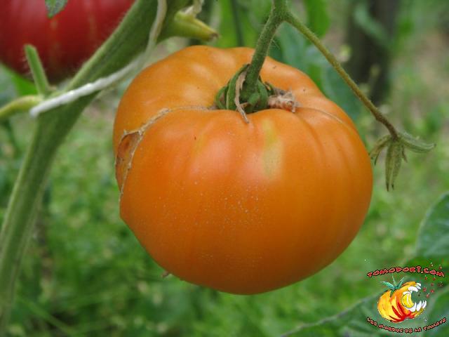 Tomate Kentucky Beefsteak