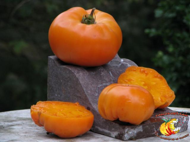 Tomate Kentucky Beefsteak