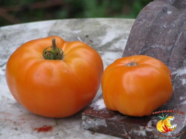 Tomate Kentucky Beefsteak