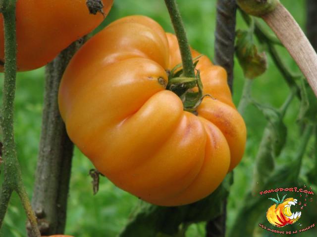 Tomate Kentucky Beefsteak