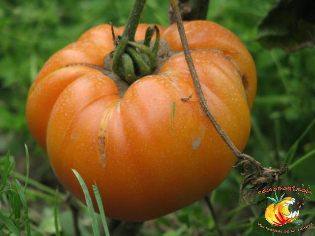 Tomate Kentucky Beefsteak
