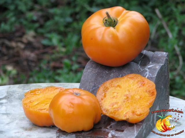 Tomate Kentucky Beefsteak