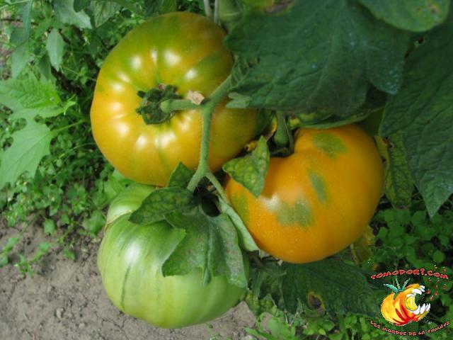 Tomate Kentucky Beefsteak