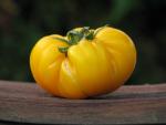 Tomate Limmony