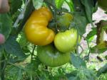 Tomate Limmony