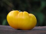 Tomate Limmony