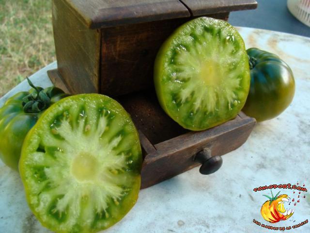 Tomate Maurine Verte