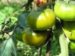 Tomate Maurine Verte