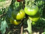 Tomate Maurine Verte
