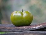 Tomate Maurine Verte