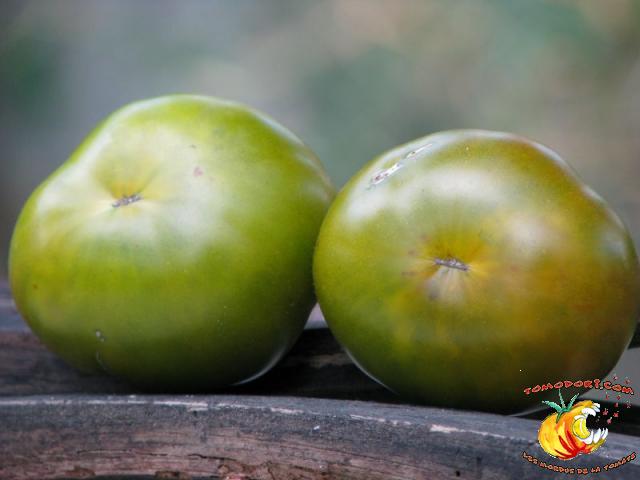 Tomate Maurine Verte