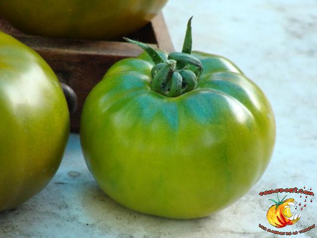 Tomate Maurine Verte