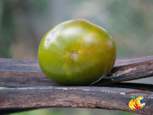 Tomate Maurine Verte