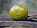 Tomate Maurine Verte
